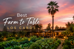 Outdoor garden dining table at Flora Farms in San José del Cabo, one of the best farm to table restaurants in Los Cabos