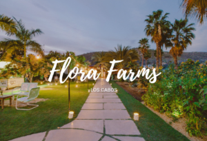 Outdoor dining table surrounded by organic gardens and mango trees at Flora Farms Los Cabos representing the twenty-year story of how dead sand became a Michelin Green Star farm destination and sought-after real estate in San José del Cabo