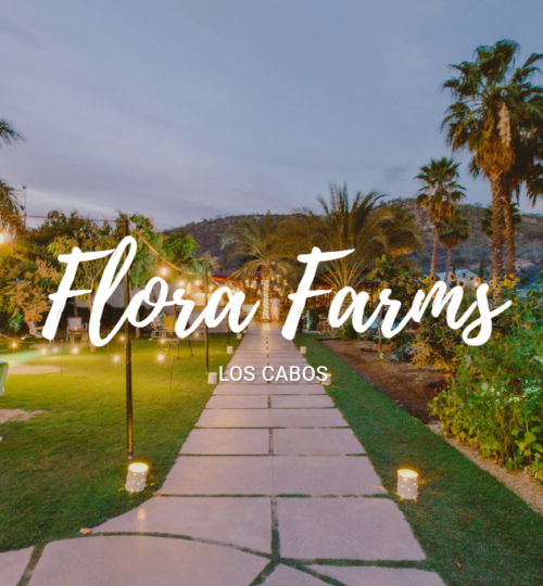 Outdoor dining table surrounded by organic gardens and mango trees at Flora Farms Los Cabos representing the twenty-year story of how dead sand became a Michelin Green Star farm destination and sought-after real estate in San José del Cabo