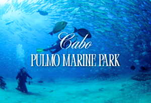 Bull sharks and tropical fish swimming over the coral reef at Cabo Pulmo Marine Park in Baja California Sur showing the 400 percent fish biomass recovery that made this UNESCO World Heritage Site the greatest ocean comeback story in history