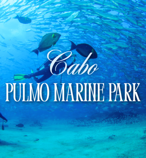 Bull sharks and tropical fish swimming over the coral reef at Cabo Pulmo Marine Park in Baja California Sur showing the 400 percent fish biomass recovery that made this UNESCO World Heritage Site the greatest ocean comeback story in history