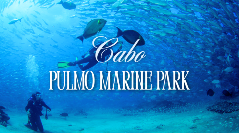 Bull sharks and tropical fish swimming over the coral reef at Cabo Pulmo Marine Park in Baja California Sur showing the 400 percent fish biomass recovery that made this UNESCO World Heritage Site the greatest ocean comeback story in history