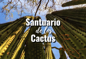 Ancient cardón cactus forest inside the Santuario de los Cactus Baja California Sur showing centuries-old specimens protected by Ejido El Rosario since Earth Day 1997