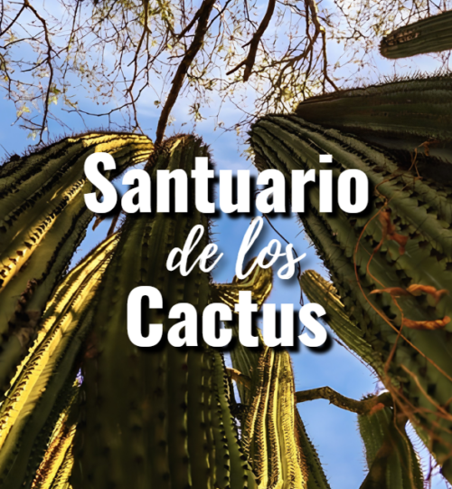 Ancient cardón cactus forest inside the Santuario de los Cactus Baja California Sur showing centuries-old specimens protected by Ejido El Rosario since Earth Day 1997