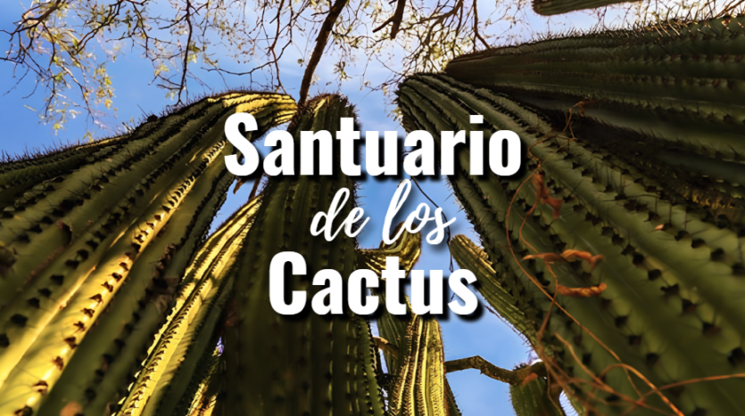 Ancient cardón cactus forest inside the Santuario de los Cactus Baja California Sur showing centuries-old specimens protected by Ejido El Rosario since Earth Day 1997